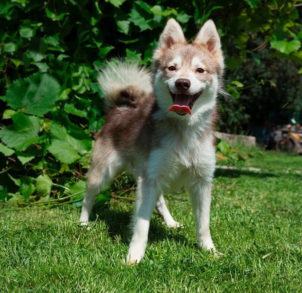 alaskan_klee_kai / instagram