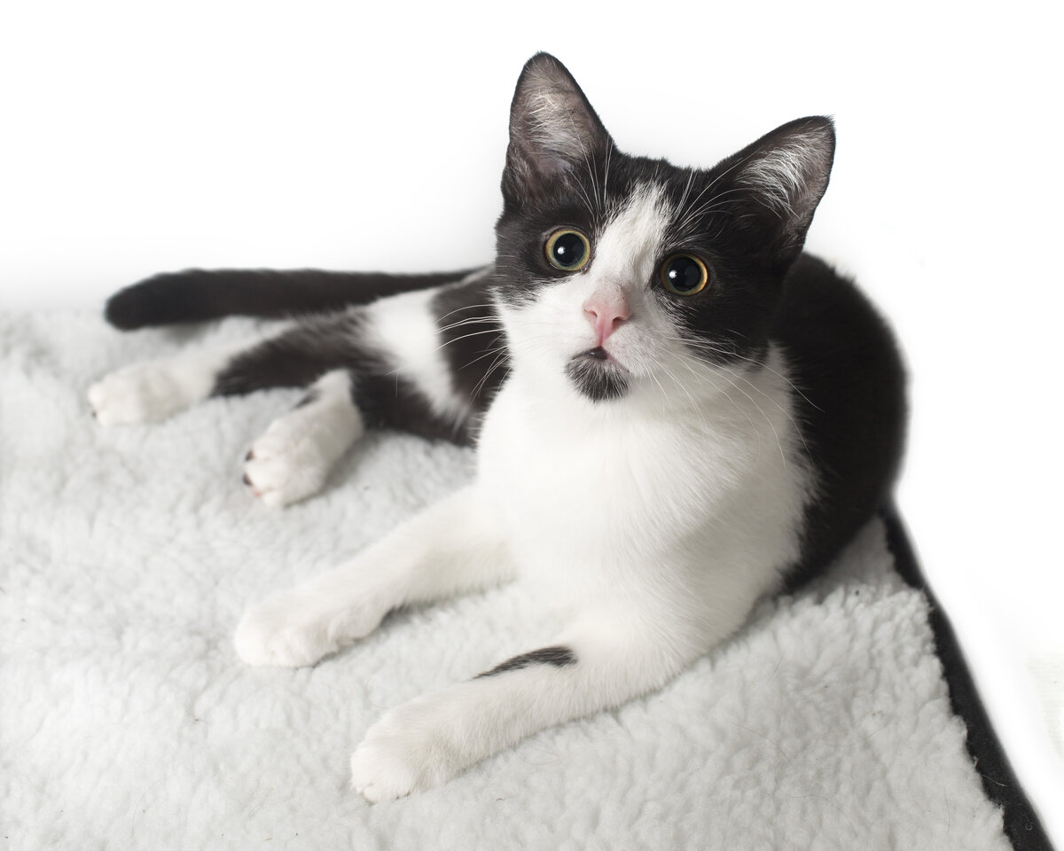 Фото из интернета. Любимое занятие всех кошек - лежать и спать!