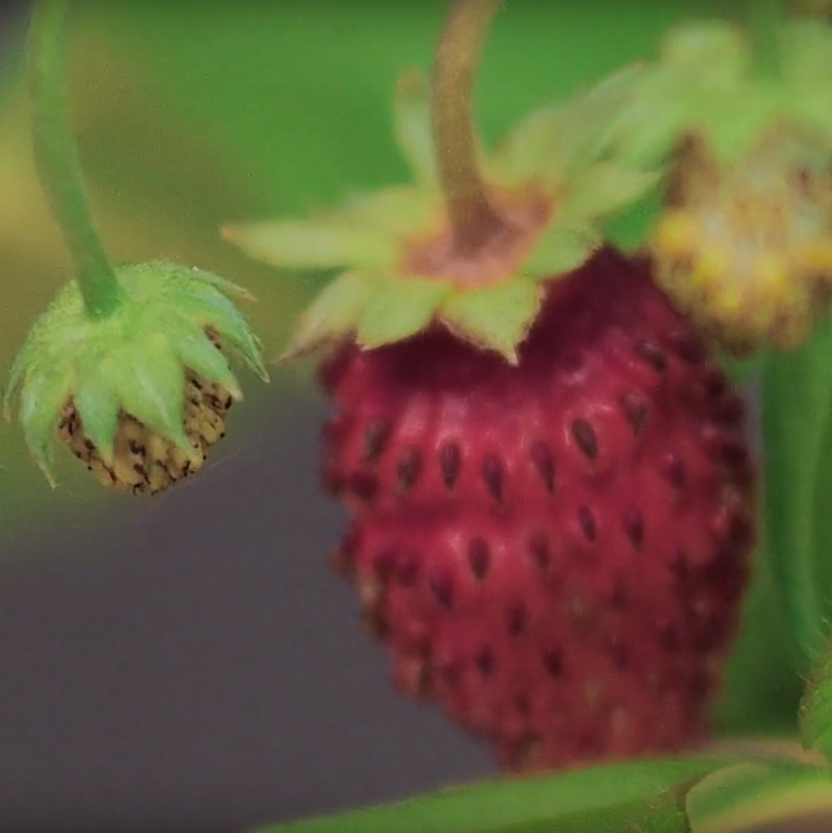 первые ягоды земляники