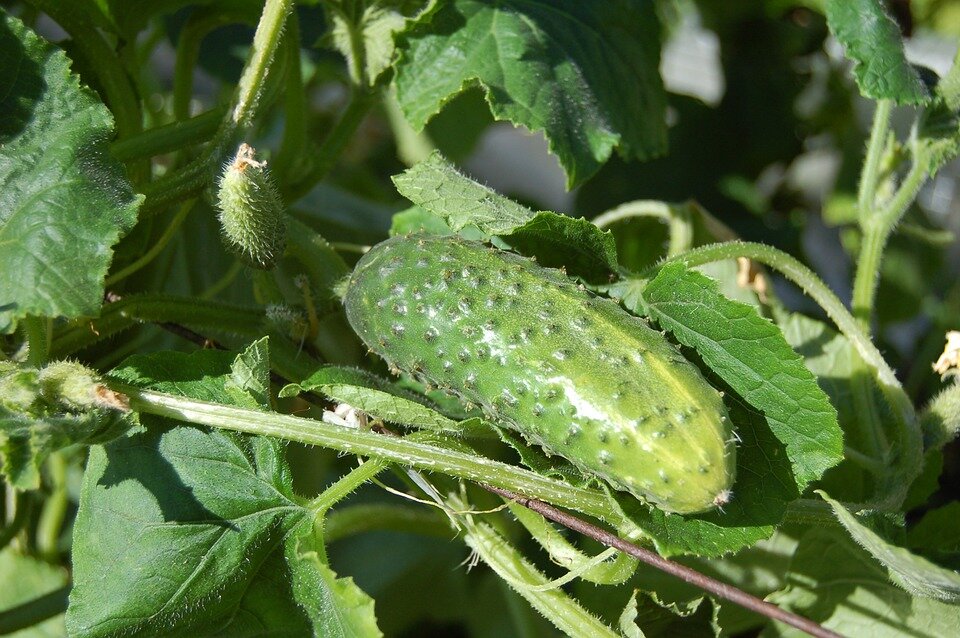 https://cdn.pixabay.com/photo/2015/09/21/20/54/cucumbers-950695_960_720.jpg