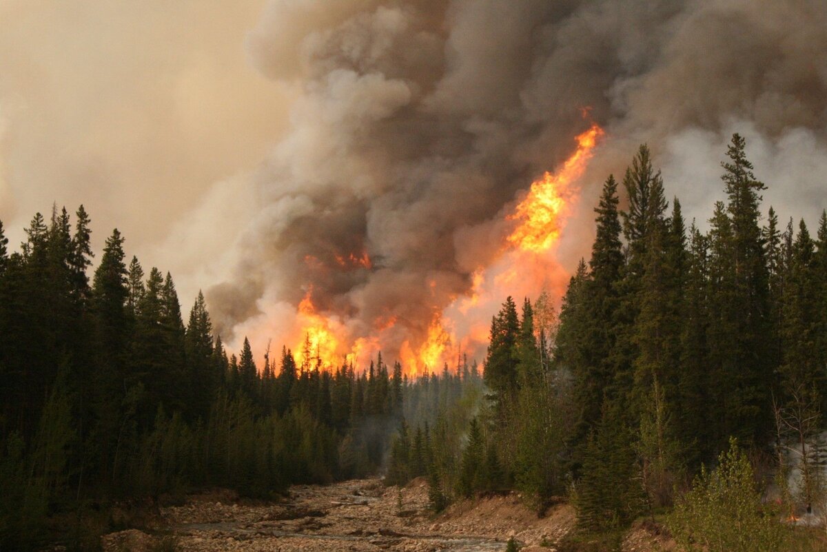 Лесные пожары. Пожар в тайге. Лесные пожары в тайге. Пожары в Сибири.