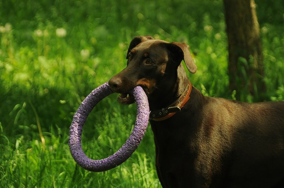 https://pixabay.com/photos/puller-ring-toy-dog-aport-paddock-4512752/