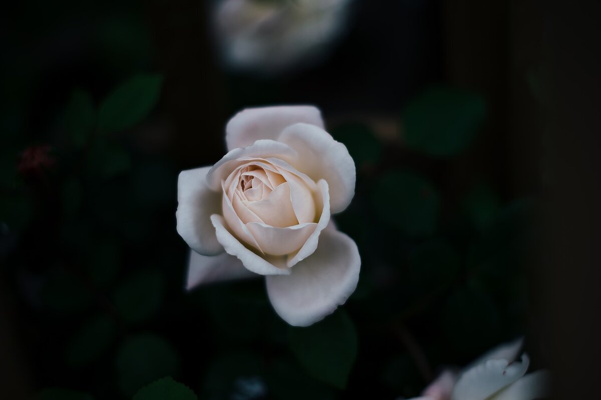 https://cdn.pixabay.com/photo/2016/11/18/22/26/bloom-1837163_1280.jpg