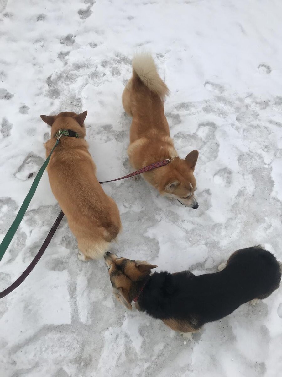 На красном поводке Глостер, на зеленом Сюзанна, а без поводка самый тёмный Мартин.