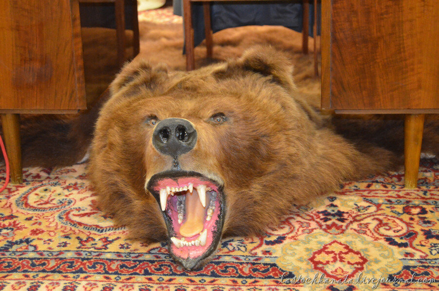 3. Настоящая шкура медведя

