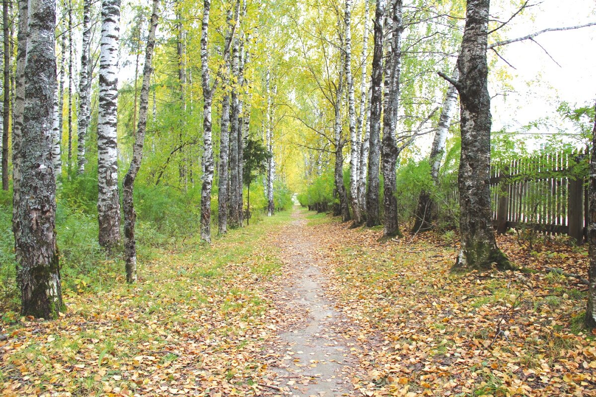 Баки нижегородская область. Краснобаковский район дендрологический сад. Дендросад красные баки. Дендрологический сад красные баки. Дендросад в красных Баках.