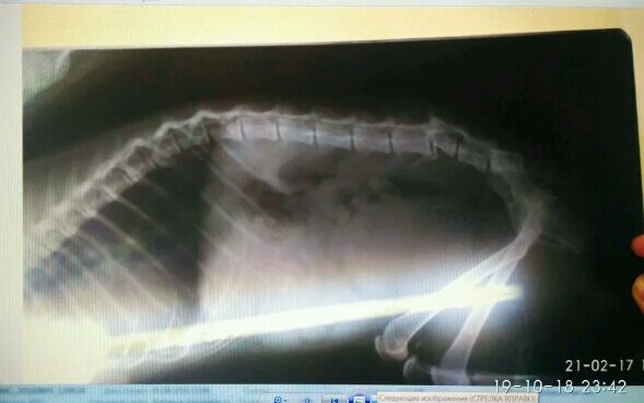 рентген Чипы. личный архив.