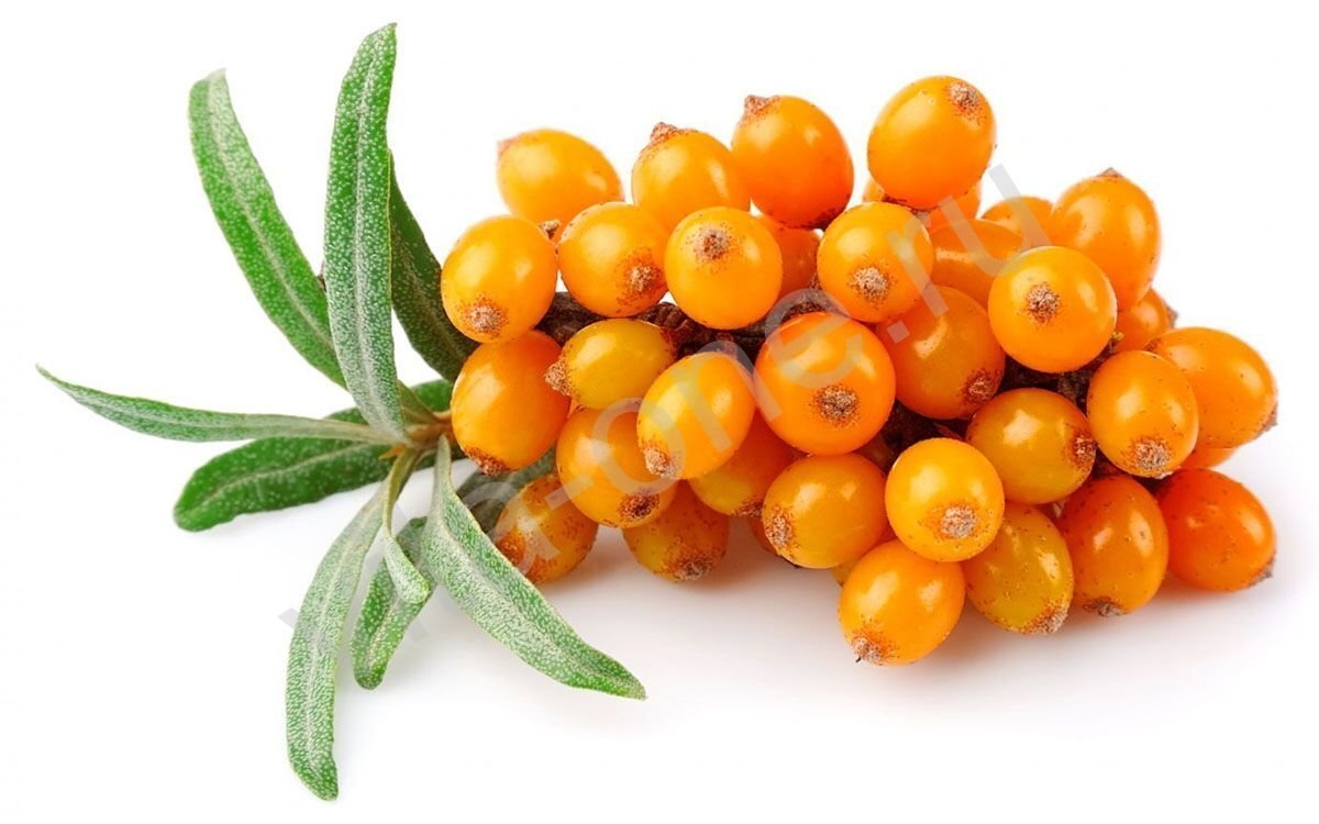 бесплатные Яндекс. картинки