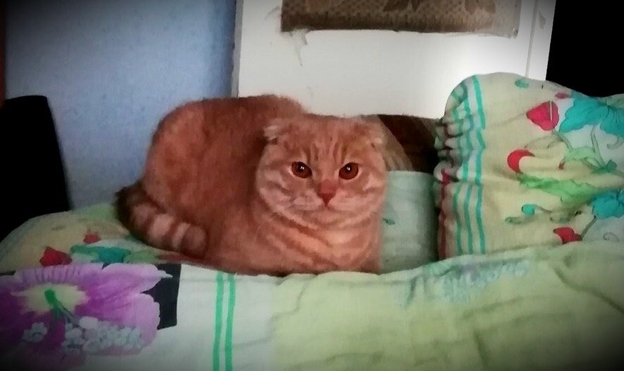 Милый кот Персик для позитивчика)))