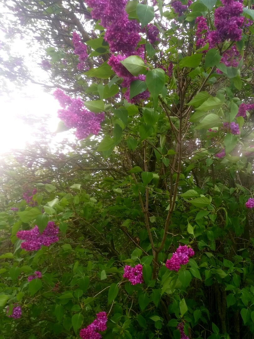 Начинает цвести сирень в саду