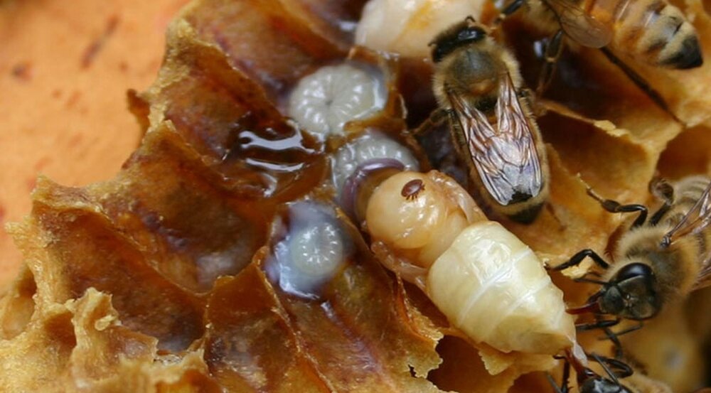 Клещь Varroa на личинке пчелы