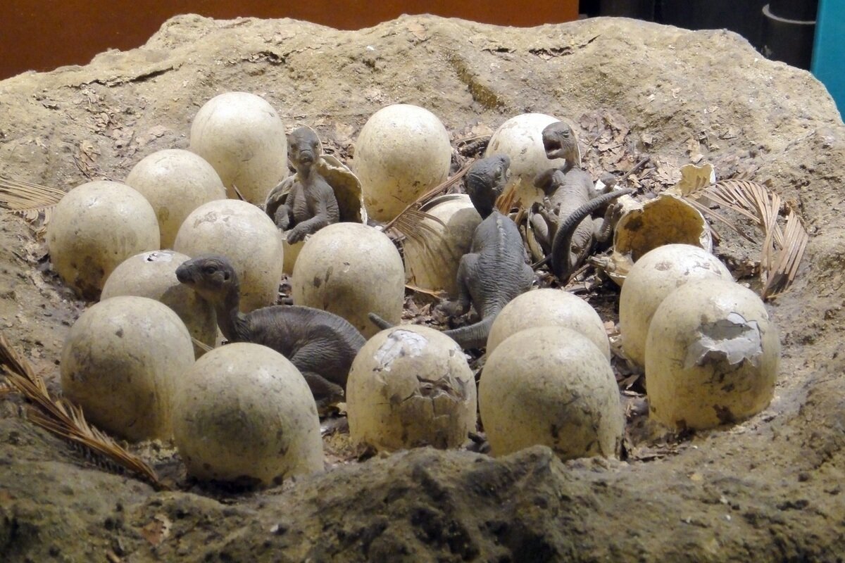 Яйца динозавра