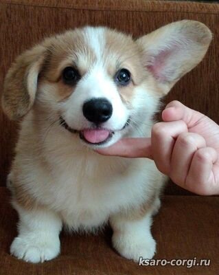 P.S. Крипторхи в помётах от породистых собак  имеют те же документы,что и их стандартные братья:
клеймо,метрику щенка,и позже на них можно  оформить родословную с пометкой "не для племенного использования"
