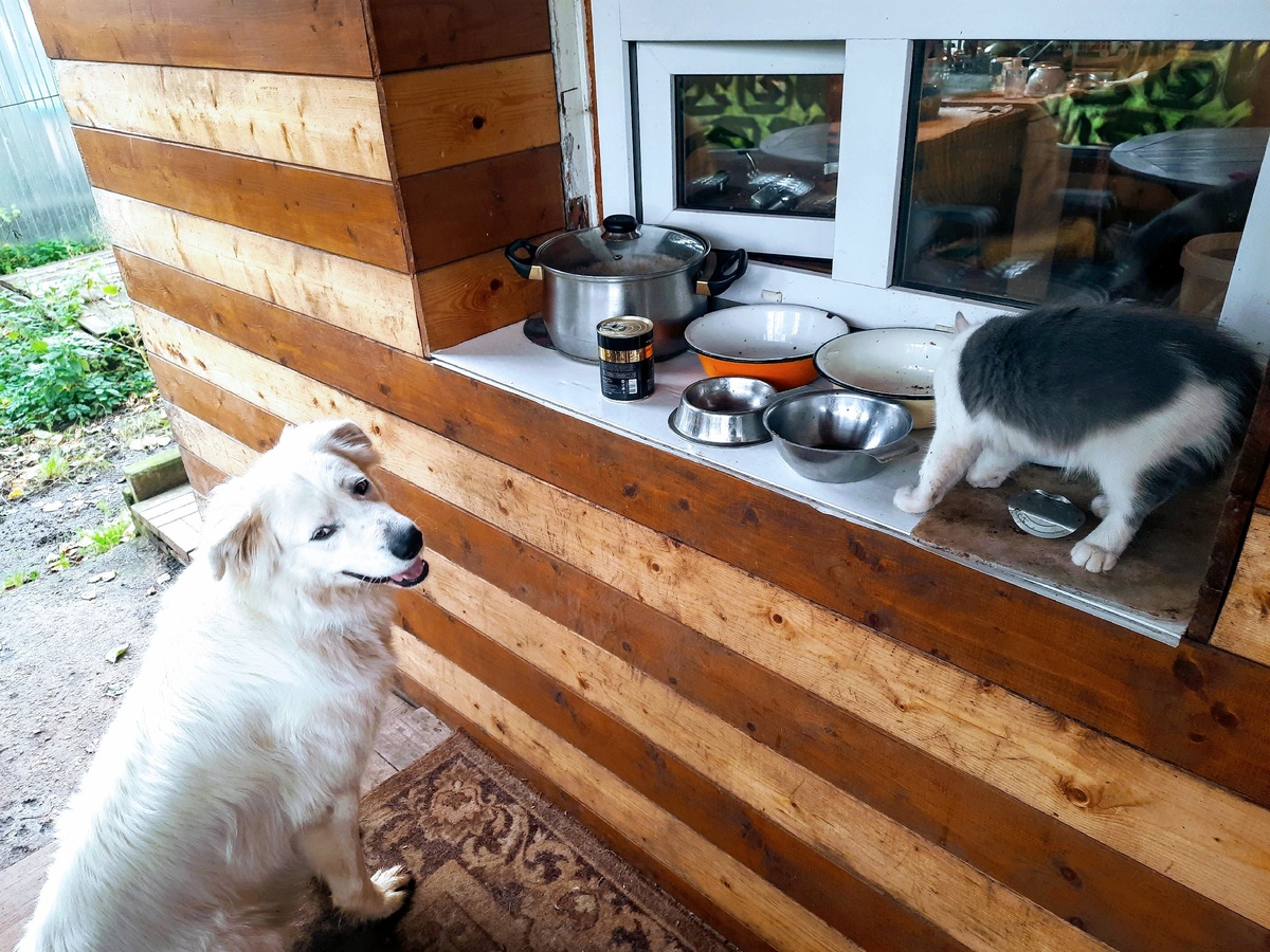 Наш новый постоялец, красавец и умница Норман.