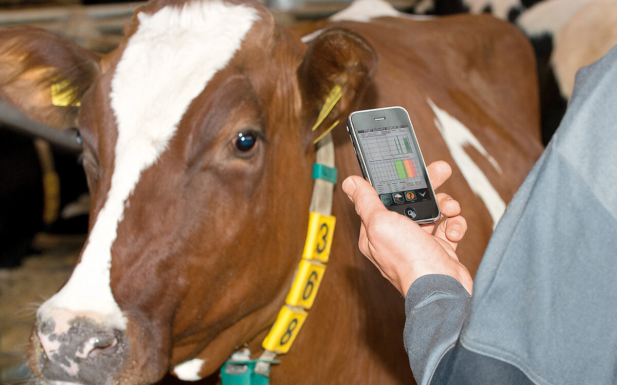 Умные коровы, печатные обеды и вертикальные фермы: как 5G меняет пищевую промышленность!