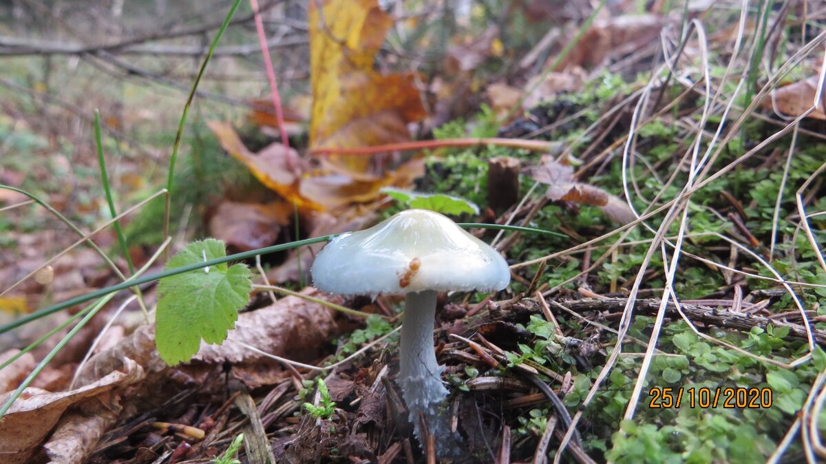 Фото автора.Беру в ассорти, поздней осенью, когда грибов мало, никакого особенного вкуса не заметила - гриб и гриб.