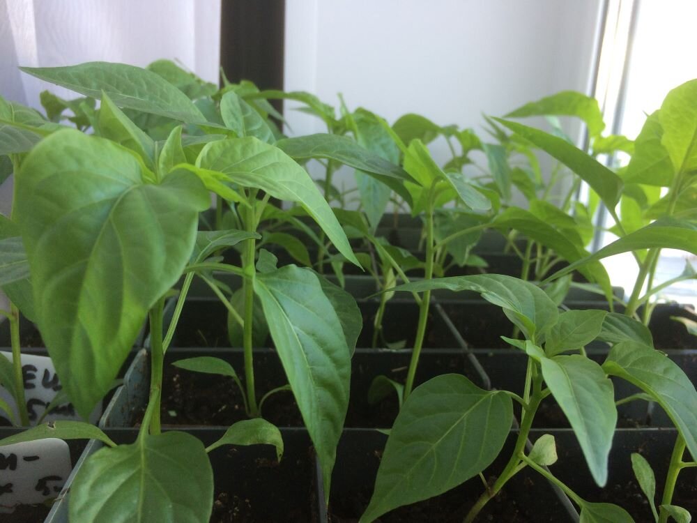 Рассада перцев. Фото автора
