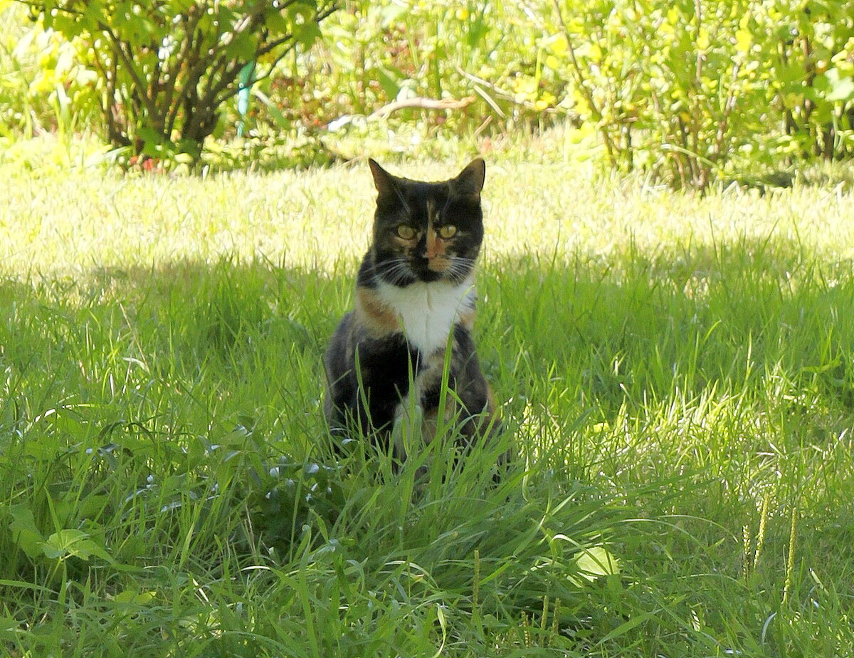 На дачу приехали! Фото автора