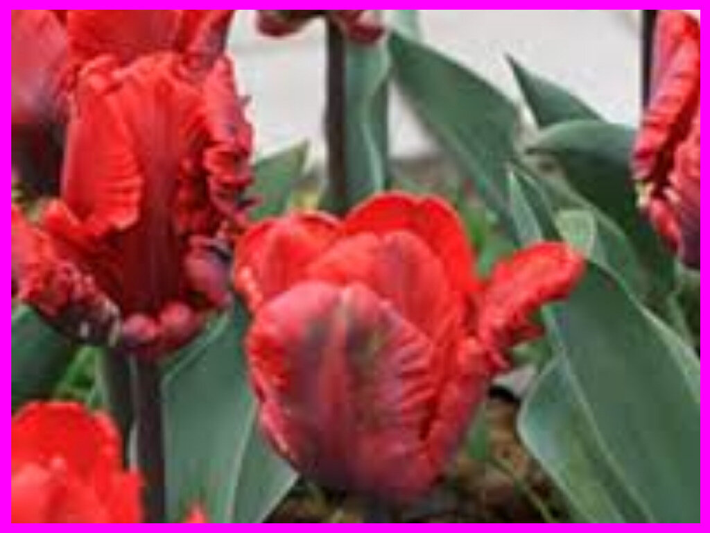 Рококо - один из самых знаменитых сортов попугайных тюльпанов.