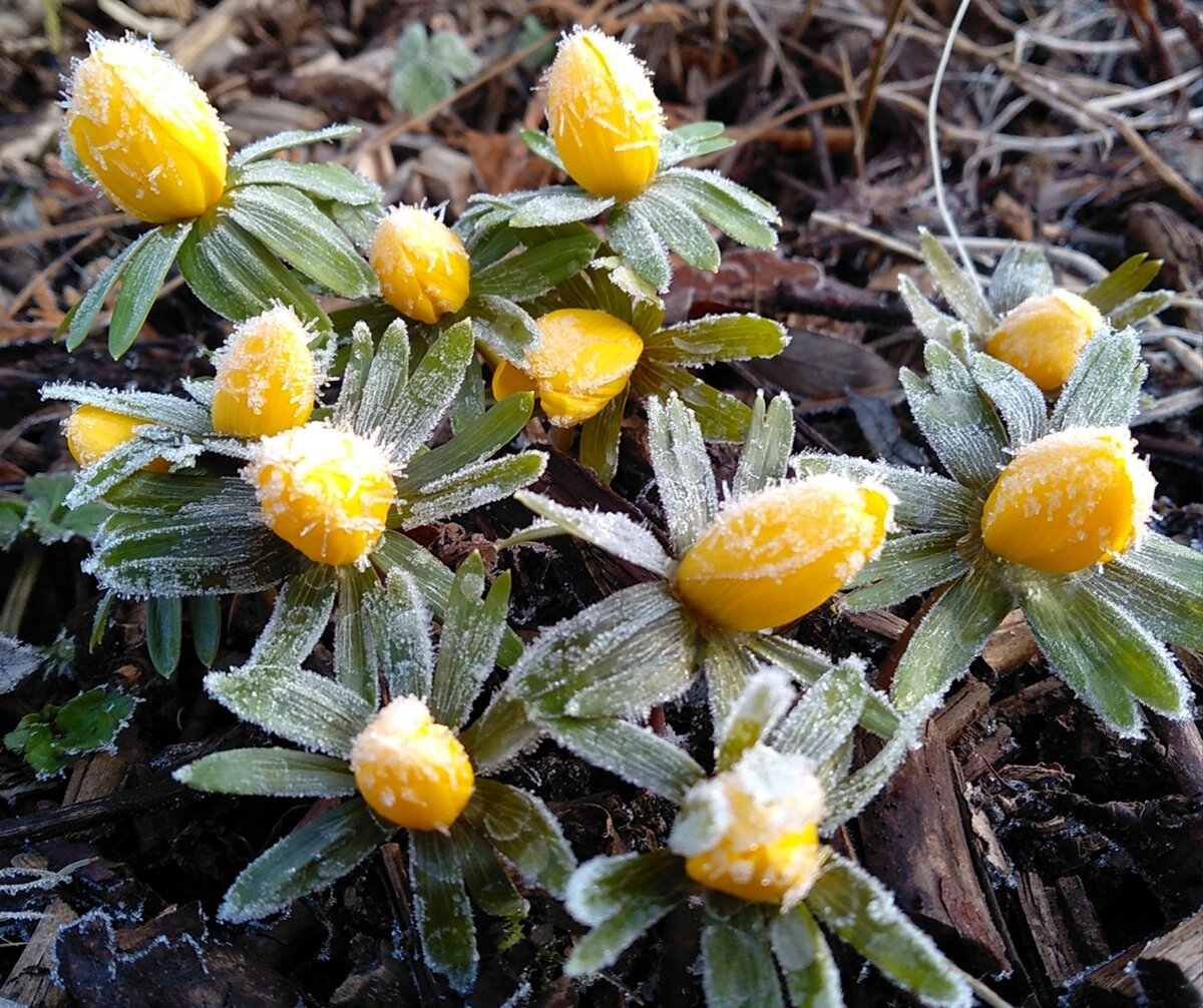 Эрантис  9 марта 2020 года