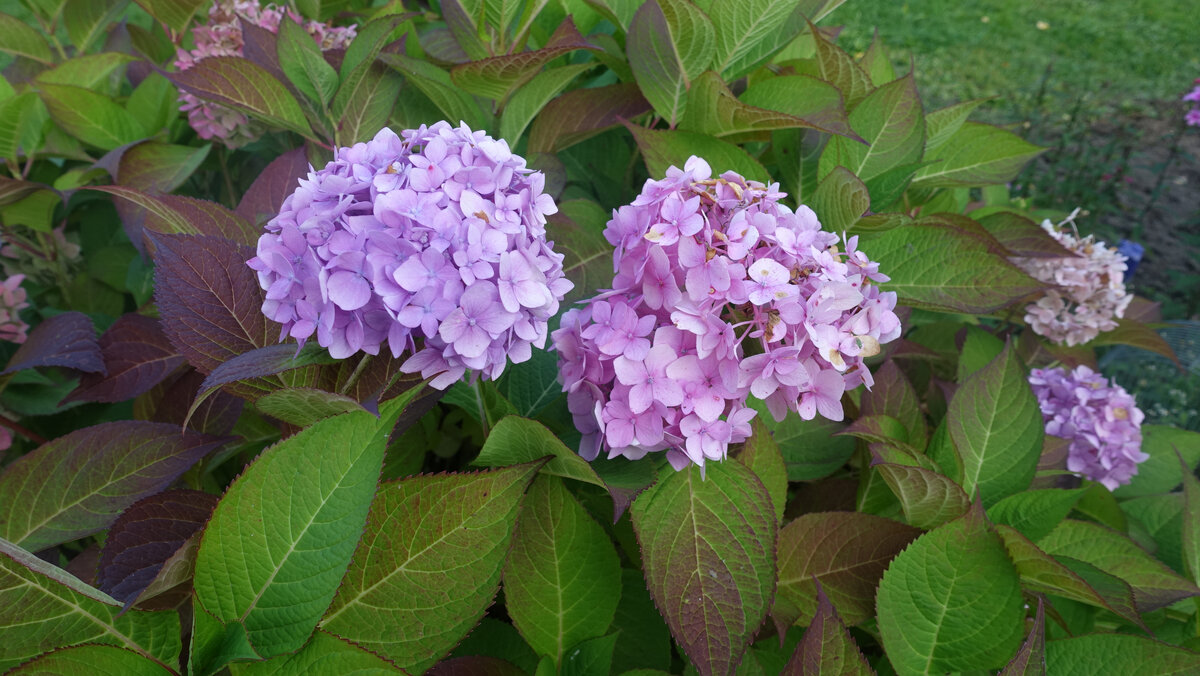 Цветы гортензии Endless Summer в конце августа