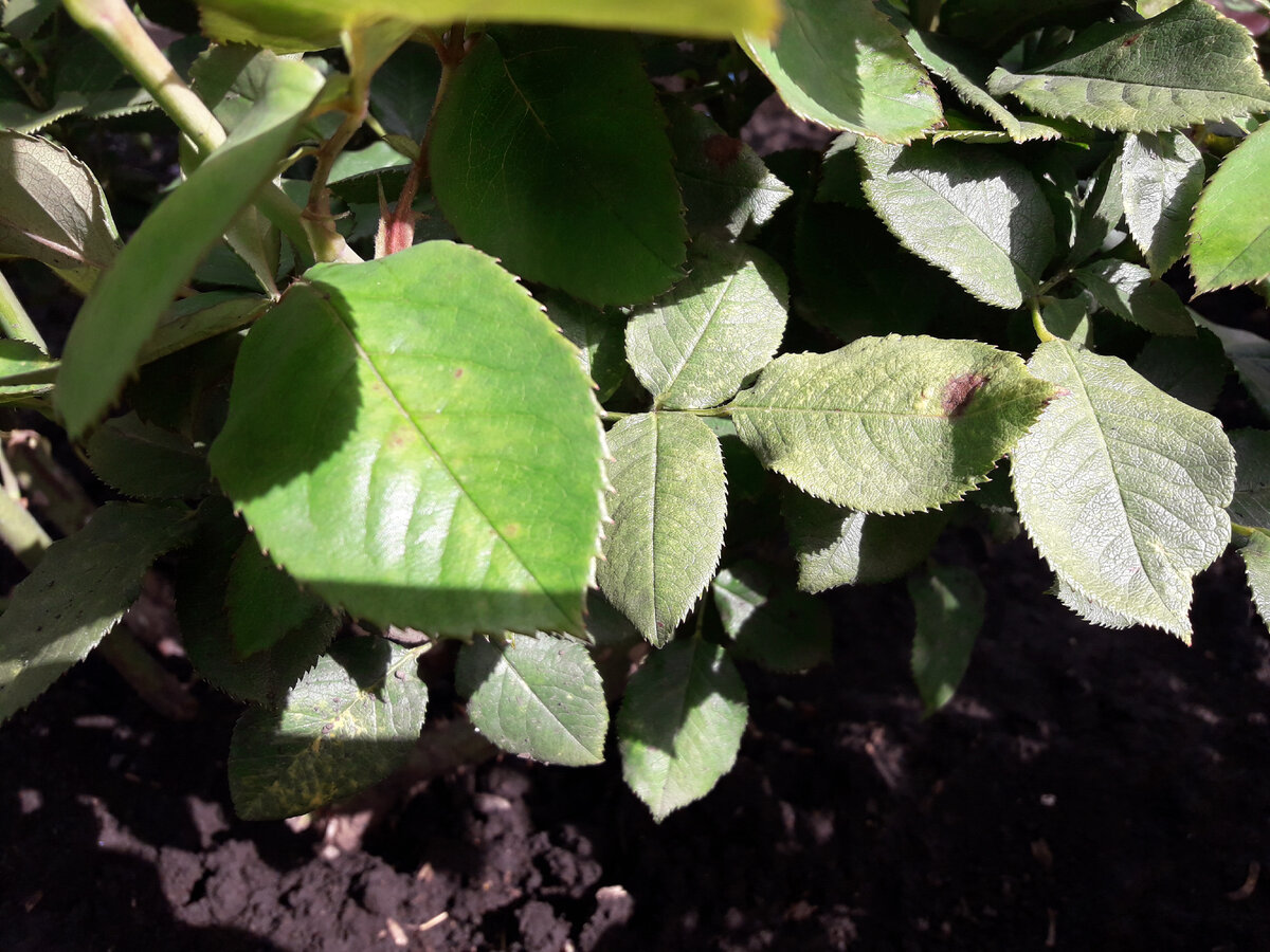 Присутствие паутинного клеща очевидно. Листья в мелкую желтую точечку