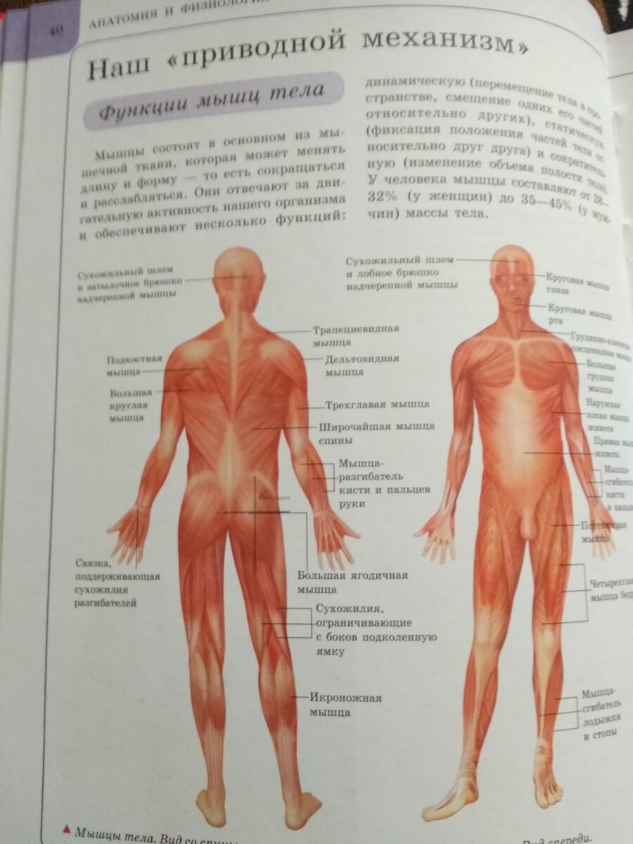  Изучаем мышечное строение