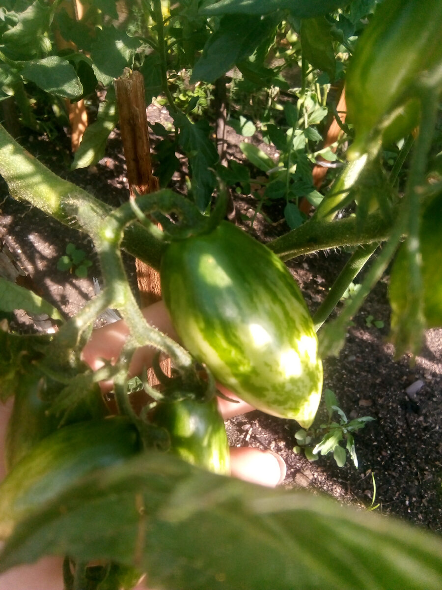 Вот такие помидорки 