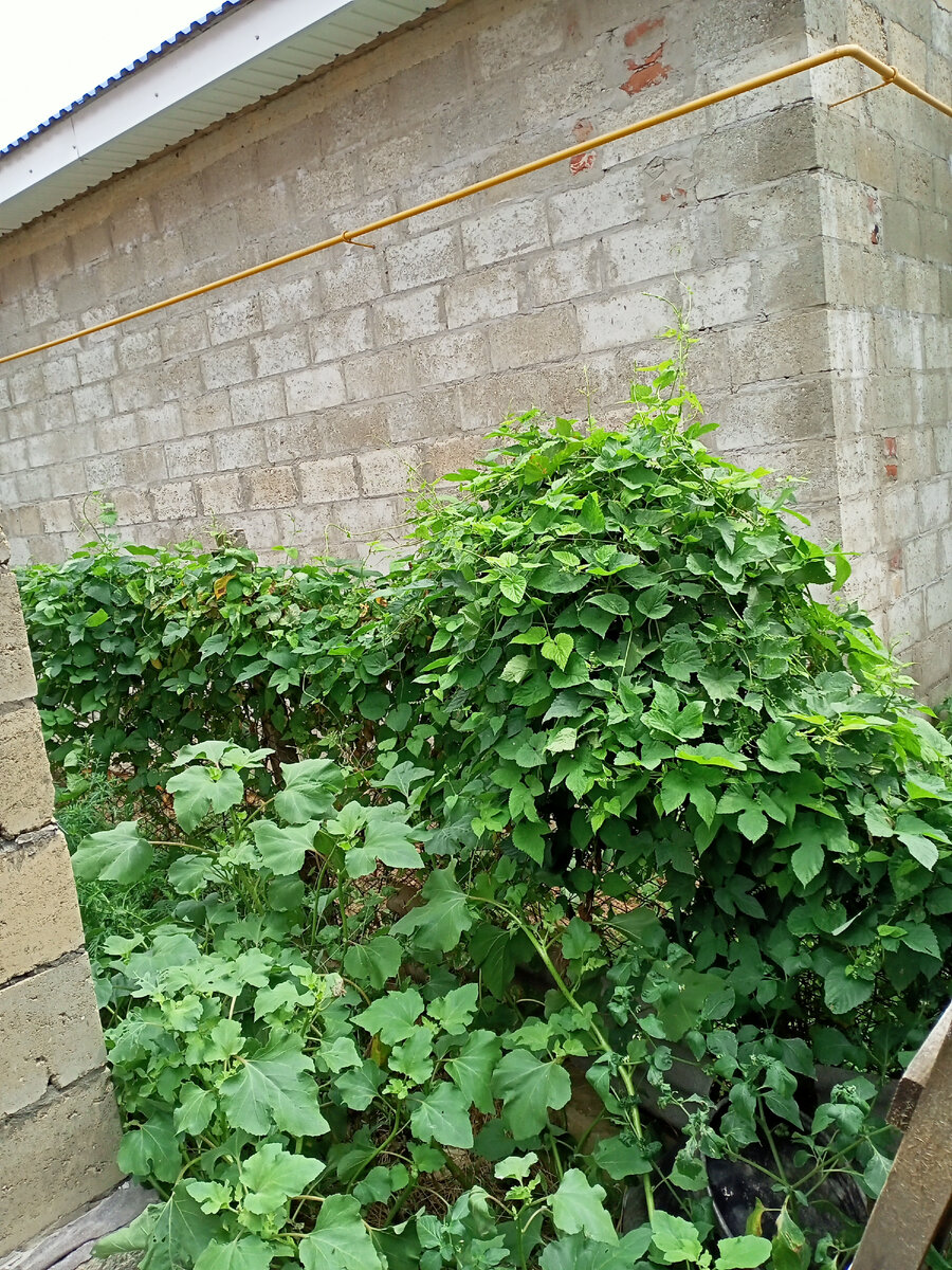 Личное фото. Наша межа с соседями, практически заехавшими на межу.