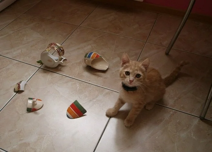 Кошка сбросила с конструкции один кубик. Кот разбил. Кот разбил вазу. Кот разбил чашку. Кот разбил кружку.