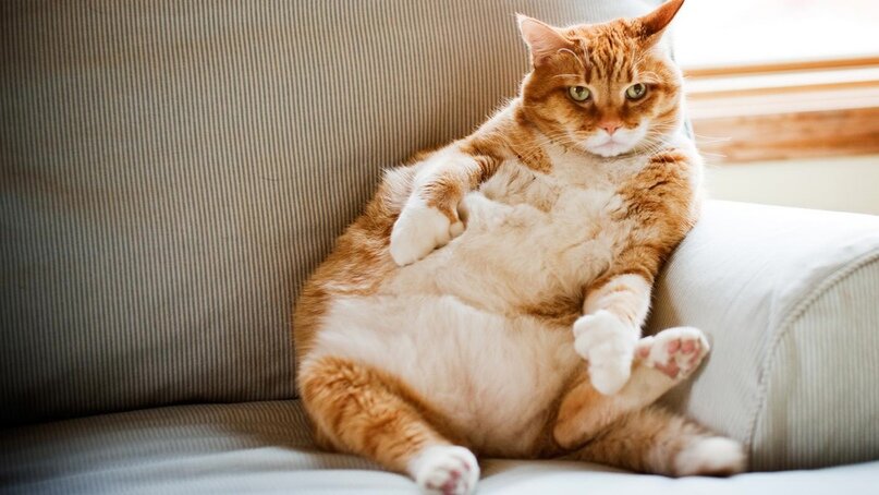 Толстые коты — это не «мило» | МВЦ ДваСердца | Дзен