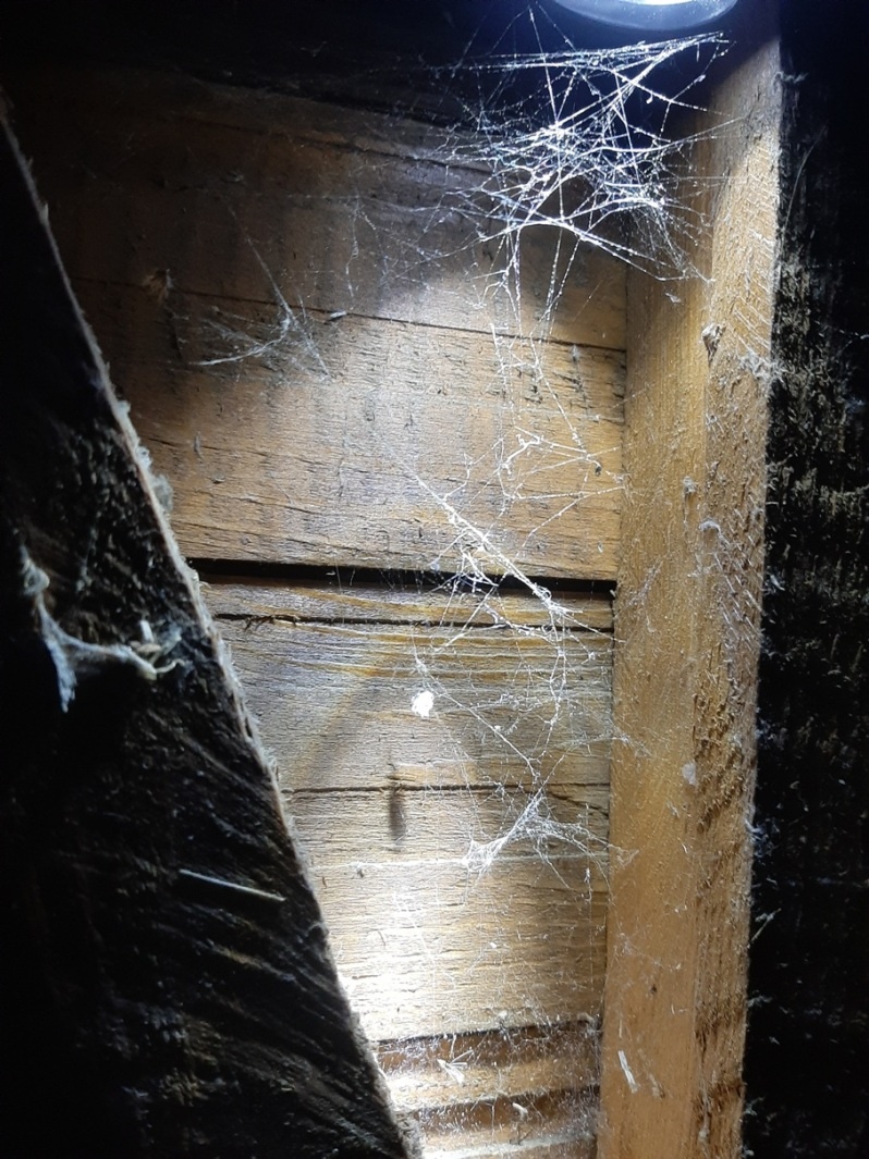 Фото автора
Пауки – странные животные. Да и не животные они вовсе. И не насекомые, как некоторые думают. Паук – это членистоногое. Пауки – облигатные хищники. Они устраняют вредителей.