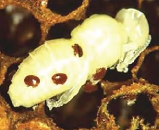 Почему осенняя обработка пчёл от варроатоза так важна