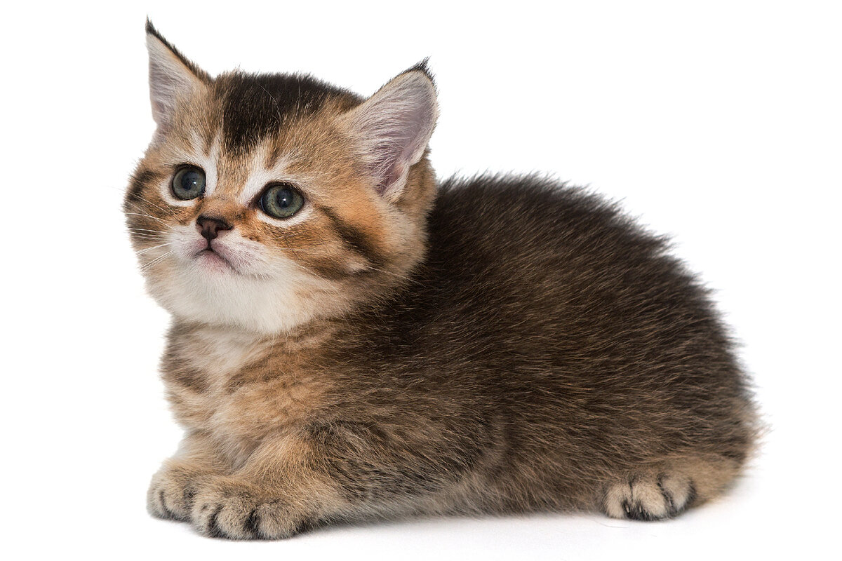 Манчкин: почему порода кошек с короткими лапами подойдёт не всем ...