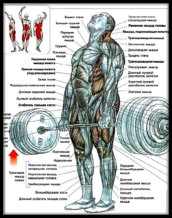 Классическая становая тяга. Схема взята из учебника Ф. Дэлавье "Анатомия силовых упражнений".