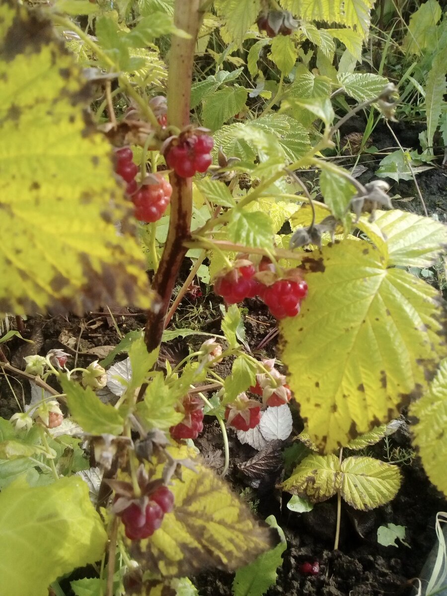 малинка на даче