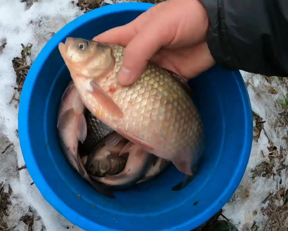 Вот такие уловы попадаются по первому льду.