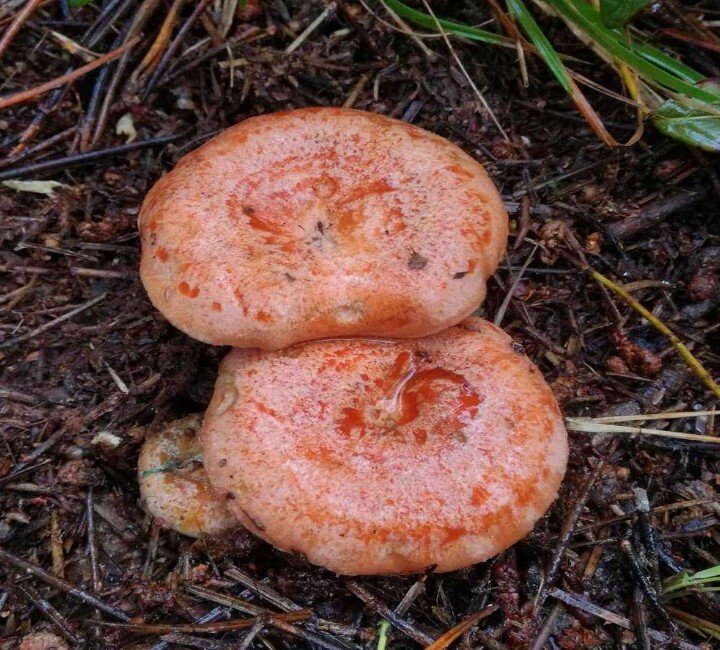 Рыжик - описание гриба, фото