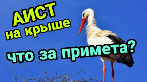 Аист приметы. Примета если Аист сел на крышу дома. Аист прилетел на крышу дома примета.