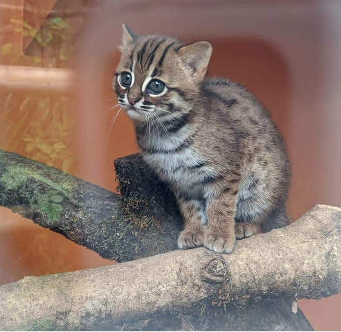 Самая маленькая в мире дикая кошка принесла двух котят в заповеднике |  КотоВедение | Дзен
