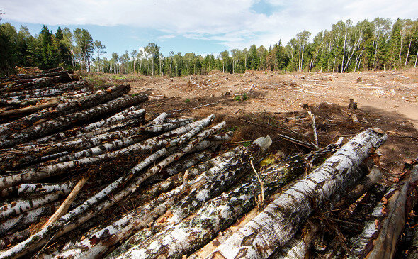 Сплошная вырубка