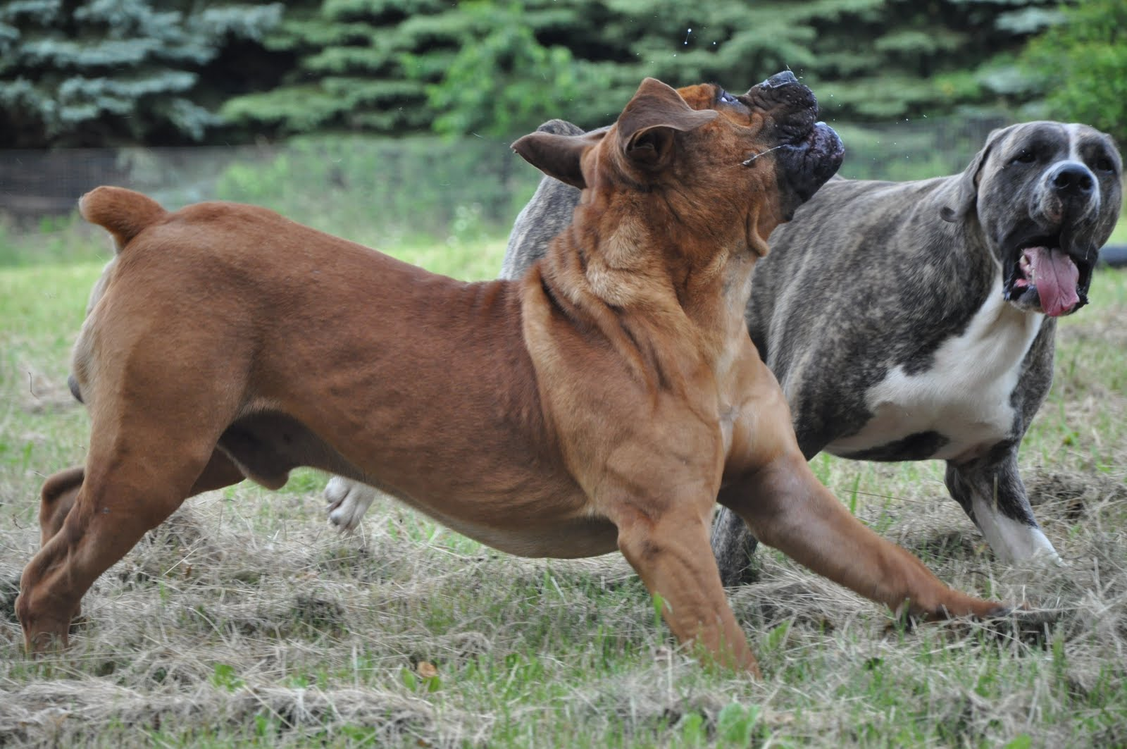 Запрещенные породы собак. Boerboels. Boerboel Mix bull Terrier. Aggressive Boerboel. Boerboel Barking.