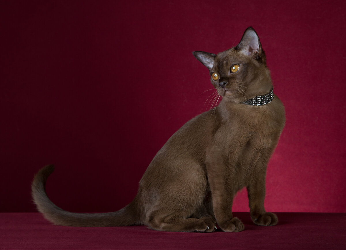WW'18, NW'18, NW'16, SC Parmida Jasper*RU, JW, DVM  - европейская бурма окраса соболь из питомника Jasper Burmese