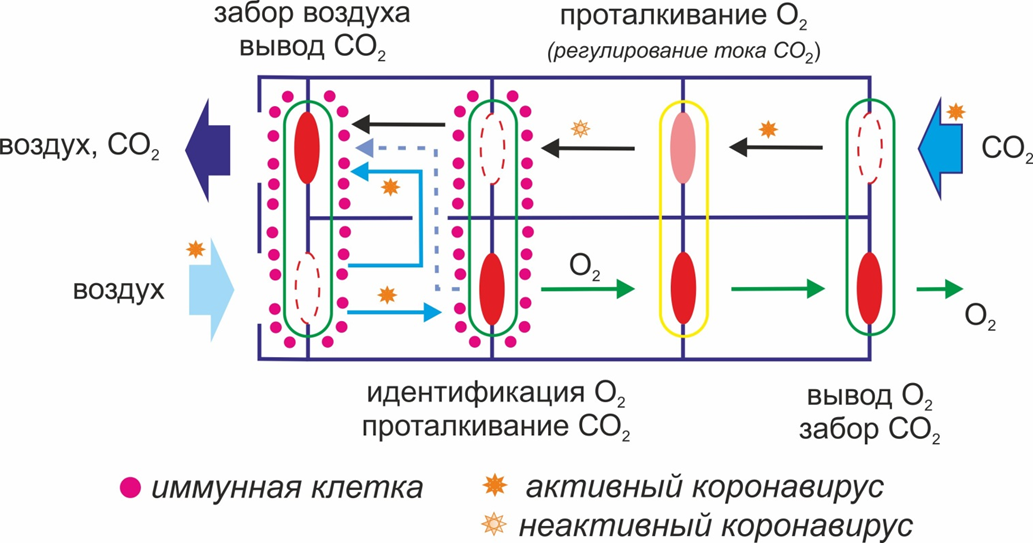 Рис. 1. Модель альвеолы