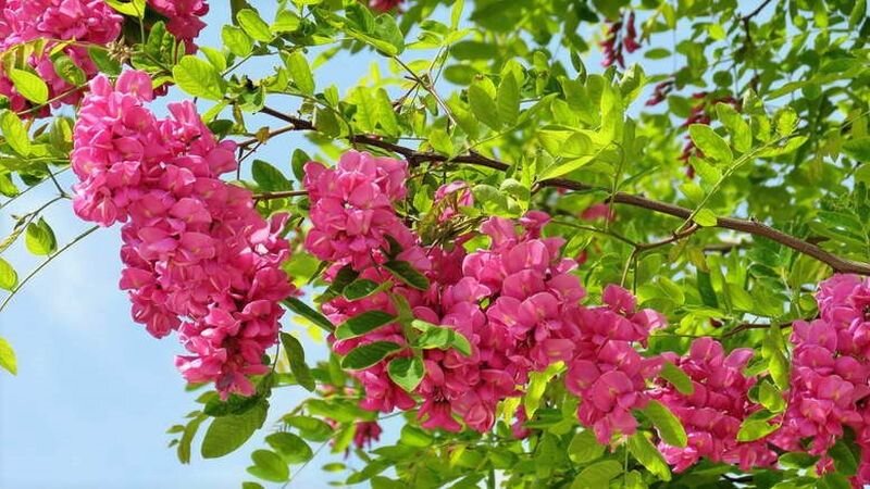 Цветет пышными гроздьями с июня до ноября! Уникальное быстрорастущее ...