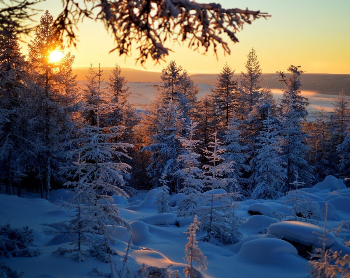 Зимний лес Якутии