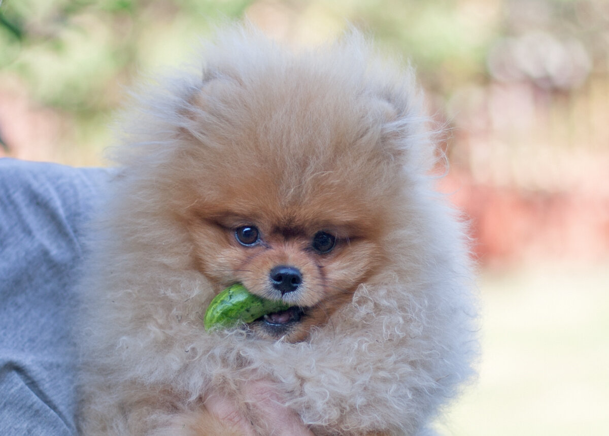 Потап с ворованным огурцом!