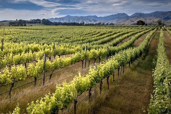 Виноградники Sauvignon Blanc в Новой Зеландии. Процитировано с сайта https://www.city-vino.com