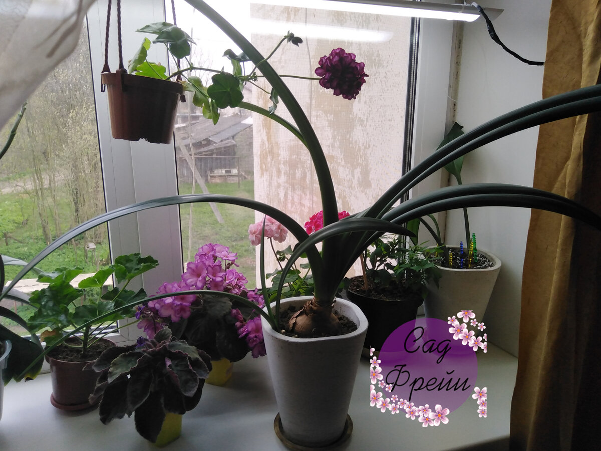 Детка бросается вслед за родителем растить листья