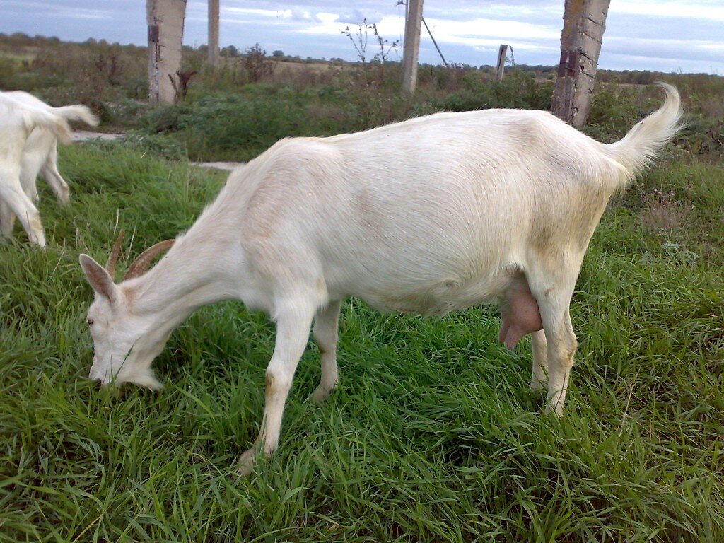 Вторая главкоза Алсу.